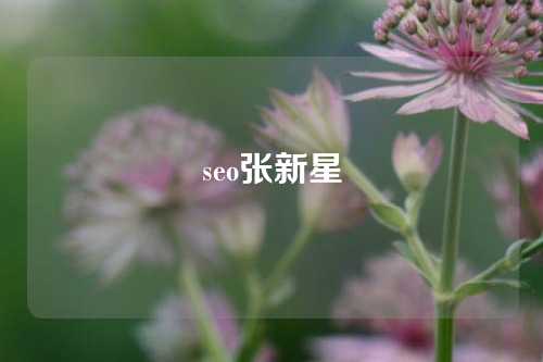 seo张新星