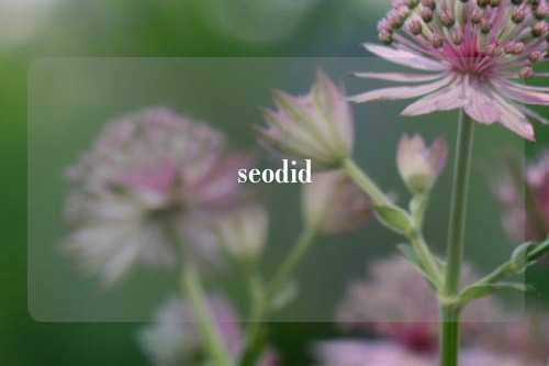 seodid