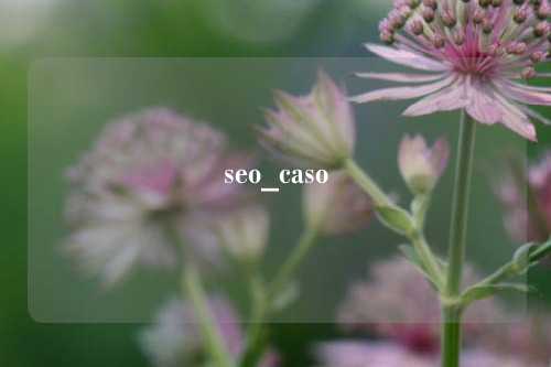 seo_caso